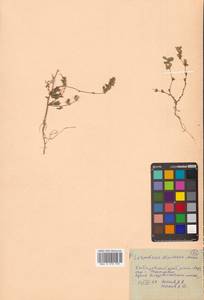 Kummerowia stipulacea (Maxim.) Makino, Siberia, Russian Far East (S6) (Russia)