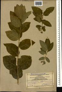 Euonymus velutinus (C. A. Mey.) Fisch. & C. A. Mey., Caucasus, Azerbaijan (K6) (Azerbaijan)