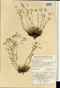 Chamaerhodos trifida Ledeb., Mongolia (MONG) (Mongolia)
