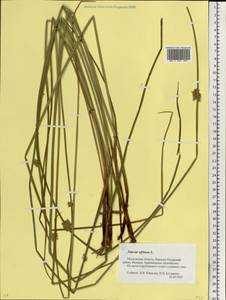Juncus effusus L., Eastern Europe, Moscow region (E4a) (Russia)