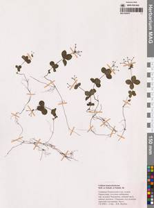 Galium kamtschaticum Steller ex Schult. & Schult.fil., Siberia, Russian Far East (S6) (Russia)