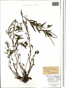 Chamaenerion colchicum (Albov) Steinb., Caucasus, Krasnodar Krai & Adygea (K1a) (Russia)