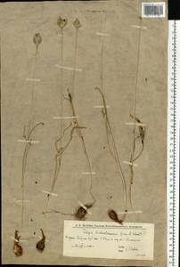 Tulipa sylvestris subsp. australis (Link) Pamp., Eastern Europe, Lower Volga region (E9) (Russia)