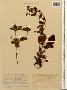 Potentilla elatior Willd. ex Schltdl., Caucasus, Krasnodar Krai & Adygea (K1a) (Russia)