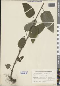 Scrophularia nodosa L., Eastern Europe, Moscow region (E4a) (Russia)
