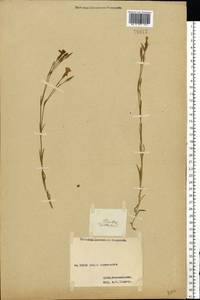 Dianthus deltoides, Eastern Europe, Western region (E3) (Russia)