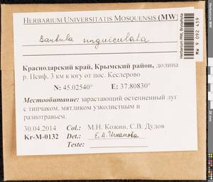 Barbula unguiculata Hedw., Bryophytes, Bryophytes - North Caucasus & Ciscaucasia (B12) (Russia)