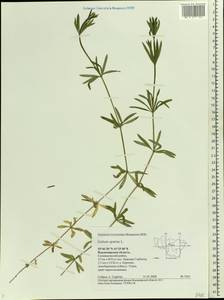 Galium aparine L., Eastern Europe, Central region (E4) (Russia)