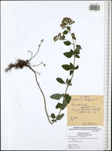 Origanum vulgare L., Eastern Europe, Central region (E4) (Russia)