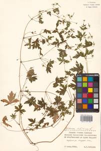 Geranium sibiricum L., Siberia, Russian Far East (S6) (Russia)