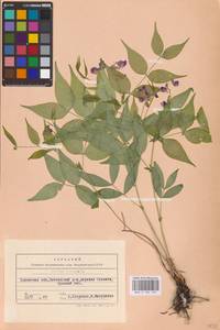 Lathyrus vernus (L.) Bernh., Eastern Europe, West Ukrainian region (E13) (Ukraine)