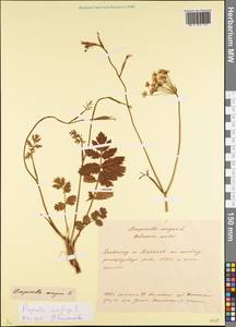 Pimpinella saxifraga L., Eastern Europe, Belarus (E3a) (Belarus)