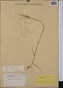 Stipellula capensis (Thunb.) Röser & Hamasha, Western Europe (EUR) (Not classified)