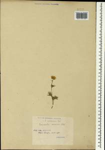 Ranunculus raddeanus Regel, Caucasus, Georgia (K4) (Georgia)