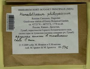 Homalothecium philippeanum (Spruce) Schimp., Bryophytes, Bryophytes - North Caucasus & Ciscaucasia (B12) (Russia)