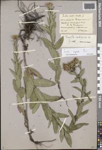 Pentanema asperum (Poir.) G. V. Boiko & Korniy., Eastern Europe, Lower Volga region (E9) (Russia)
