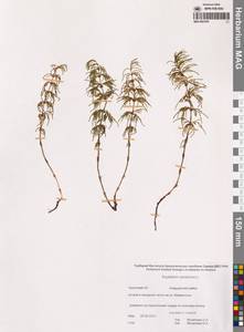 Equisetum sylvaticum L., Siberia, Chukotka & Kamchatka (S7) (Russia)
