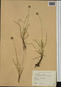 Sesleria phleoides Steven ex Roem. & Schult., Western Europe (EUR) (Bulgaria)