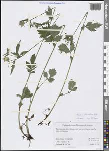Geum × intermedium Ehrh., Eastern Europe, Central forest region (E5) (Russia)