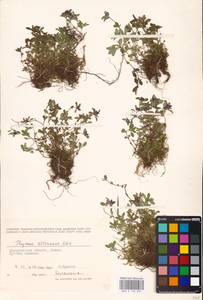 MHA 0 156 834, Thymus roegneri K.Koch, Eastern Europe, West Ukrainian region (E13) (Ukraine)