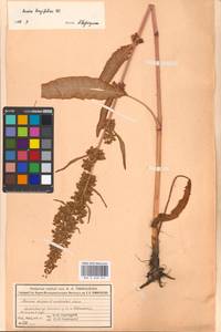 Rumex longifolius DC., Eastern Europe, Moscow region (E4a) (Russia)