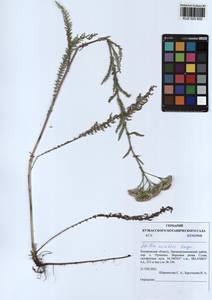 Achillea asiatica Serg., Siberia, Altai & Sayany Mountains (S2) (Russia)