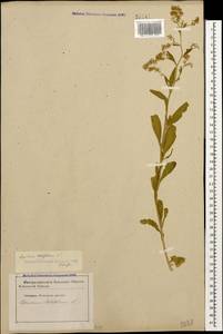 Lepidium latifolium L., Caucasus, Stavropol Krai, Karachay-Cherkessia & Kabardino-Balkaria (K1b) (Russia)