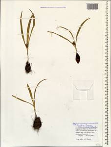 Colchicum trigynum (Steven ex Adam) Stearn, Caucasus, Stavropol Krai, Karachay-Cherkessia & Kabardino-Balkaria (K1b) (Russia)