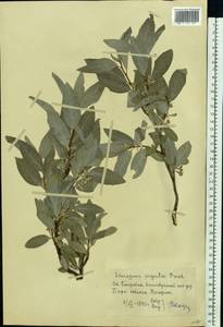 Elaeagnus commutata Bernh. ex Rydb., Eastern Europe, Moscow region (E4a) (Russia)