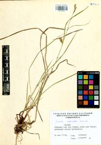 Carex vesicata Meinsh., Siberia, Baikal & Transbaikal region (S4) (Russia)