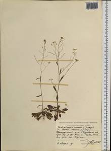 Arabidopsis arenosa subsp. arenosa, Eastern Europe, Eastern region (E10) (Russia)