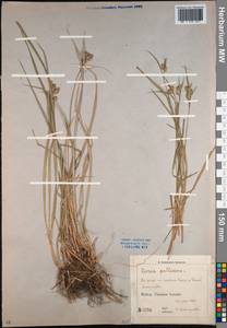 Carex pallescens L., Caucasus, Krasnodar Krai & Adygea (K1a) (Russia)