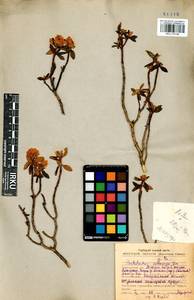Rhododendron adamsii Rehder, Siberia, Baikal & Transbaikal region (S4) (Russia)