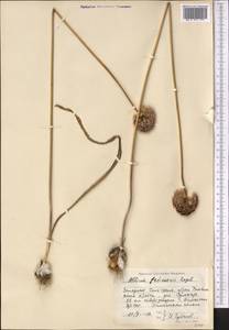 Allium fetisowii Regel, Middle Asia, Western Tian Shan & Karatau (M3) (Kyrgyzstan)