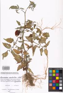 Solanum lycopersicum L., Eastern Europe, Moscow region (E4a) (Russia)