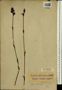 Restio ocreatus Kunth, Africa (AFR) (South Africa)