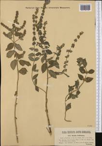 Mentha × dalmatica Tausch, Western Europe (EUR) (Hungary)