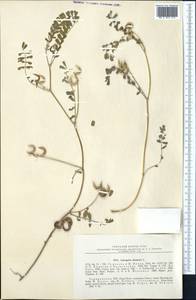 Astragalus hamosus L., Middle Asia, Kopet Dag, Badkhyz, Small & Great Balkhan (M1) (Turkmenistan)