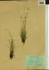 Carex tenuiflora Wahlenb., Siberia, Baikal & Transbaikal region (S4) (Russia)