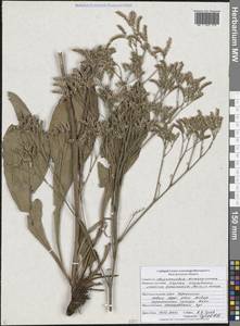 Limonium tomentellum (Boiss.) Kuntze, Eastern Europe, Central forest-and-steppe region (E6) (Russia)