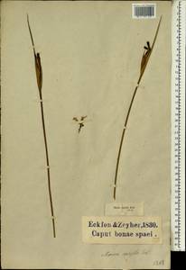 Bobartia aphylla (L.f.) Ker Gawl., Africa (AFR) (South Africa)