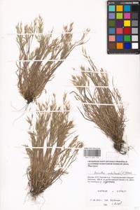 Bromus madritensis L., Eastern Europe, Moscow region (E4a) (Russia)