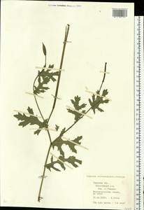 Glaucium corniculatum (L.) Rudolph, Eastern Europe, North-Western region (E2) (Russia)