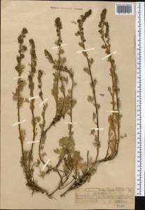 Artemisia aschurbajewii C. Winkl., Middle Asia, Northern & Central Tian Shan (M4) (Kazakhstan)