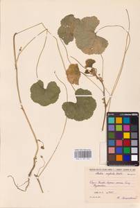 Malva neglecta Wallr., Eastern Europe, North Ukrainian region (E11) (Ukraine)