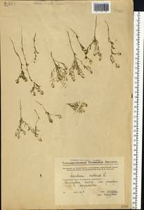 Lepidium ruderale L., Eastern Europe, Middle Volga region (E8) (Russia)