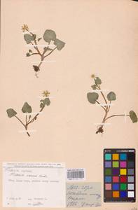 Ficaria verna Huds., Eastern Europe, North Ukrainian region (E11) (Ukraine)