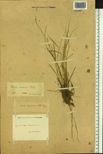 Carex canescens subsp. canescens, Siberia, Western Siberia (S1) (Russia)