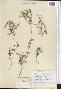 Vicia ervilia (L.)Willd., Middle Asia, Pamir & Pamiro-Alai (M2) (Uzbekistan)