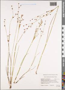 Juncus alpinoarticulatus Chaix, Siberia, Baikal & Transbaikal region (S4) (Russia)